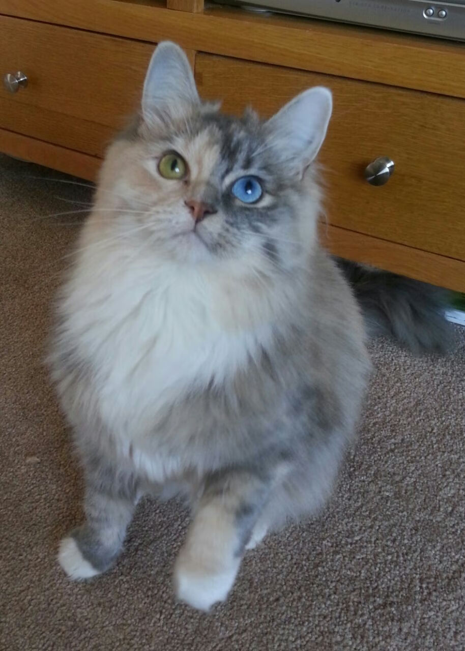 土耳其劲旅主场掀翻英超豪门,卡拉斯科两射一传主导比赛成关键先生