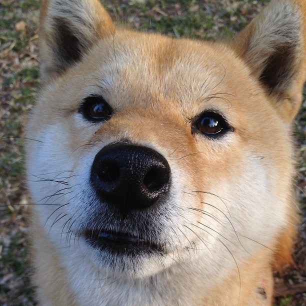 欧冠鏖战与德比神话,当皇马掀翻拜仁,内马尔在诺坎普封神