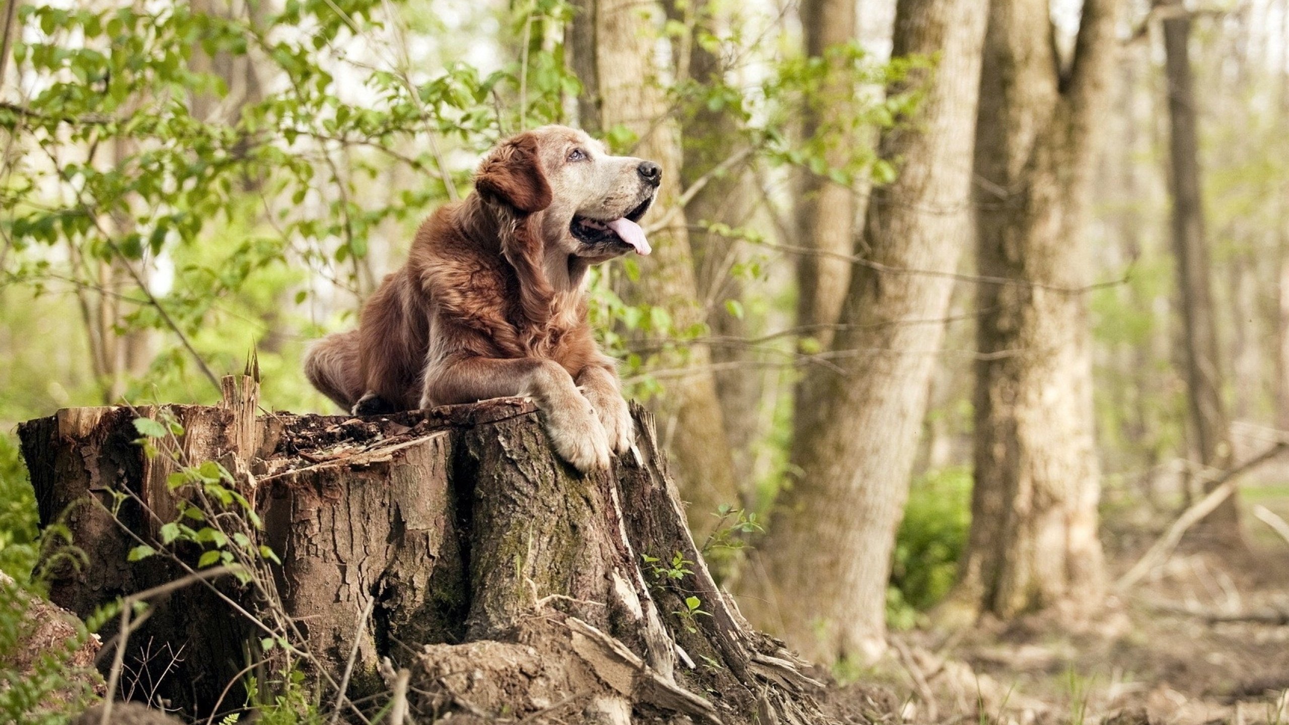 新西兰风暴席卷巴黎?阿劳霍东决封神一战颠覆想象